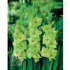Van Zyverden Inc. Gladiolus Spring Green