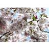 National Geographic Spring Blossom Wall Mural