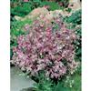 Mr. Fothergill's Seeds Night Scented Stock (Matthiola)