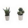 DONGLI Plants - Small Potted Plants