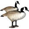 BIG FOOT Standard Canada Goose