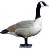 BIG FOOT Bull Canada Goose