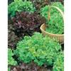 Mr. Fothergill's Seeds Lettuce Salad Bowl Red & Green