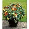 Johnsons Seeds Tomato Tumbler