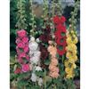 Mr. Fothergill's Seeds Hollyhock Chaters Double Mixed