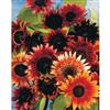 Johnsons Seeds Sunflower Infrared F1