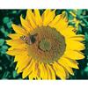 Mr. Fothergill's Seeds Sunflower Titan