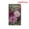 MARK'S CHOICE 5 Pack Dahlia Flower Bulbs
