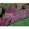 Mr. Fothergill's Seeds Aubretia Large Flowered Mixture