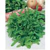 Mr. Fothergill's Seeds Lettuce Catalogna Italian