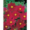 Mr. Fothergill's Seeds Cosmos Gazebo Red