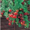 Mr. Fothergill's Seeds Tomato Tubling Tom Red