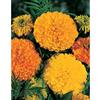 Mr. Fothergill's Seeds Marigold Crackerjack (African)