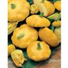 Mr. Fothergill's Seeds Squash Sunburst F1 (Summer)