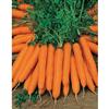 Johnsons Seeds Carrot Amsterdam Forcing 2