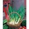 Johnsons Seeds Spring Onion Performer