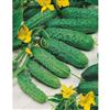 Mr. Fothergill's Seeds Cucumber National Pickling