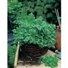 Mr. Fothergill's Seeds Coriander Cilantro For Leaf (8cm Mat)