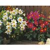 Johnsons Seeds Dahlia Mignon White Shades