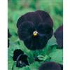 Mr. Fothergill's Seeds Pansy Blackjack