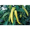 Mr. Fothergill's Seeds Pepper Sweet Banana