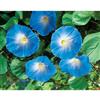 Mr. Fothergill's Seeds Morning Glory Heavenly Blue