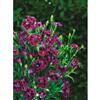 Johnsons Seeds Dianthus Fandango