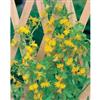 Mr. Fothergill's Seeds Fun Seeds Climbing Canaries (Canary Creeper)