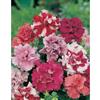 Johnsons Seeds Petunia Duo Mixed F1