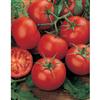 Mr. Fothergill's Seeds Tomato Moneymaker