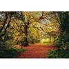 Komar 12 Feet 9 Inches x 8 Feet 10 Inches Autumn Forest Wall Mural